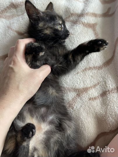 Котенок девочка 2 месяца