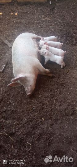 Поросята