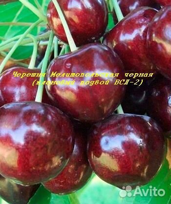 Саженцы плодовых деревьев