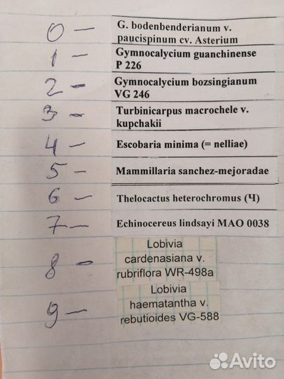 Кактусы с собственной оранжереи