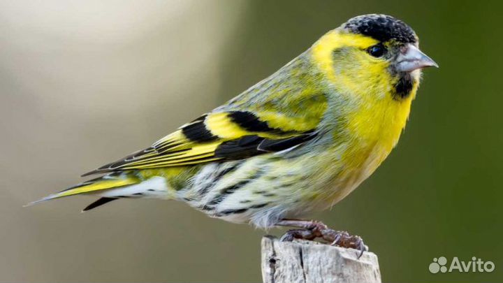 Певчие птички