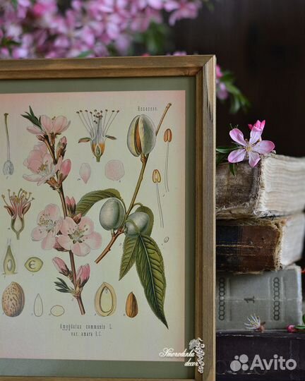 Ботаническая иллюстрация Миндаль