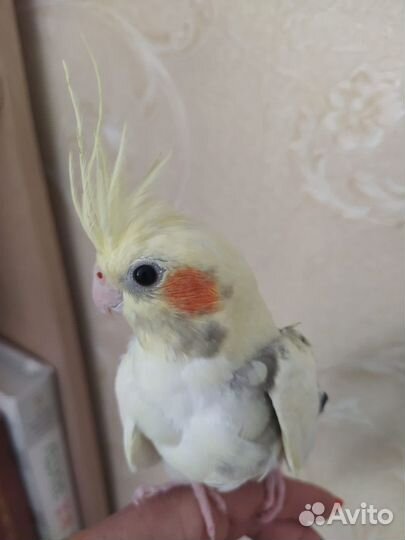 Птенцы корелла- нимфа