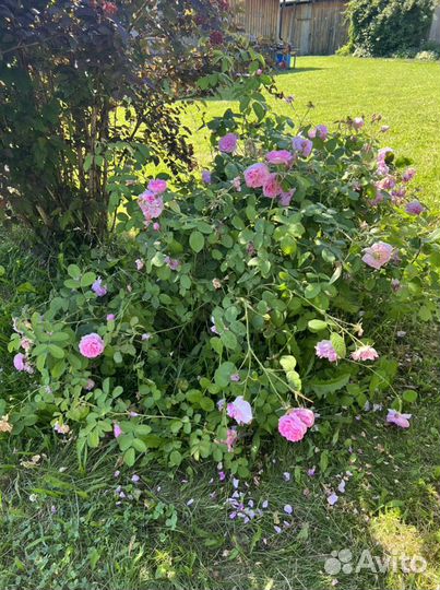 Канадская парковая роза