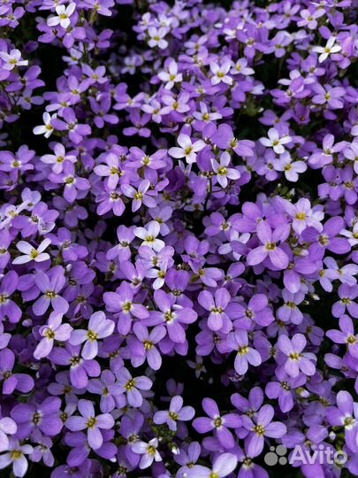 Почвопокровник весенний