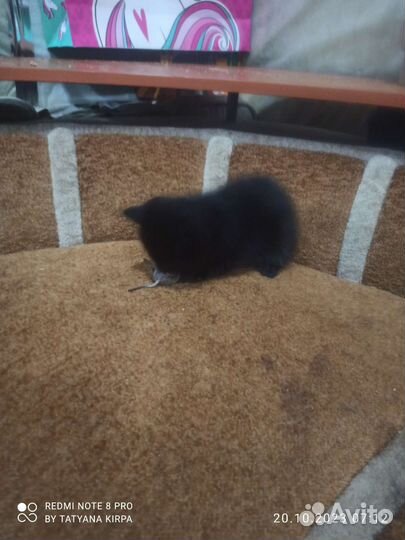 Демоны котята бесплатно