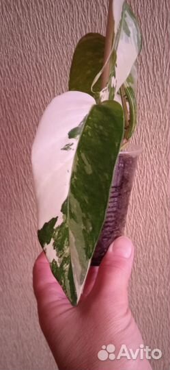 Эпипремнум Пиннатум вайт вариегатный