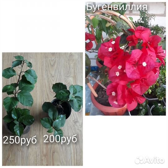 Бугенвиллии