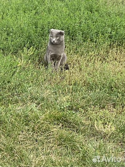 Котик молодой