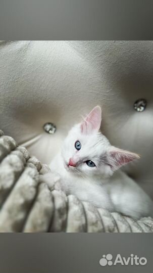 Котята рэгдолл