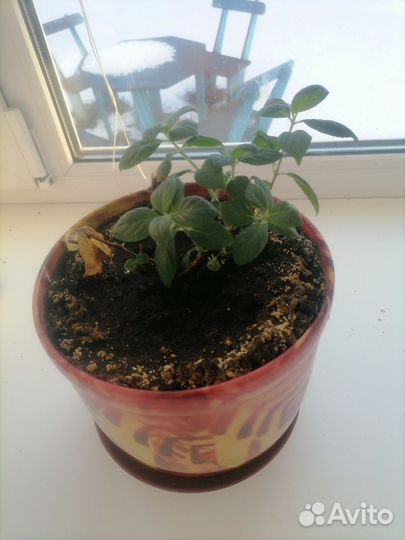 Гортензия саженец