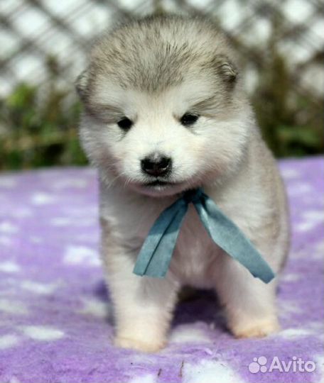 Щенки маламута с уникальной родословной