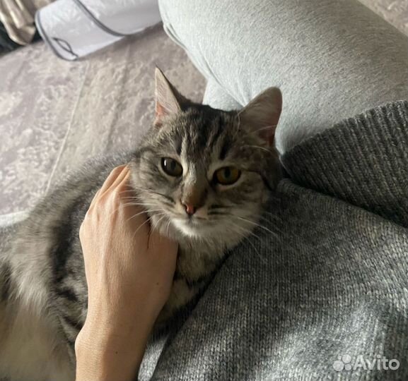 Кошечка подросток