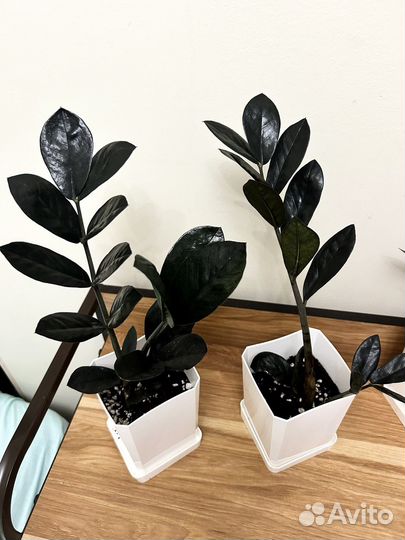 Замиокулькас черный ворон (zamioculcas raven)