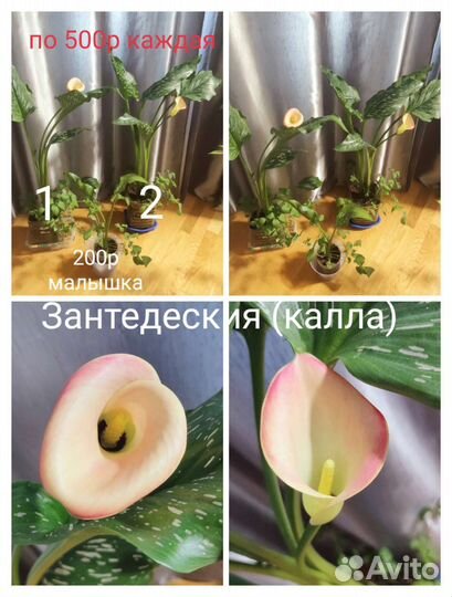 Комнатные цветы.Аглаонема аспарагус