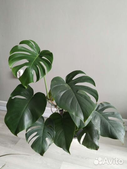 Комнатные растения