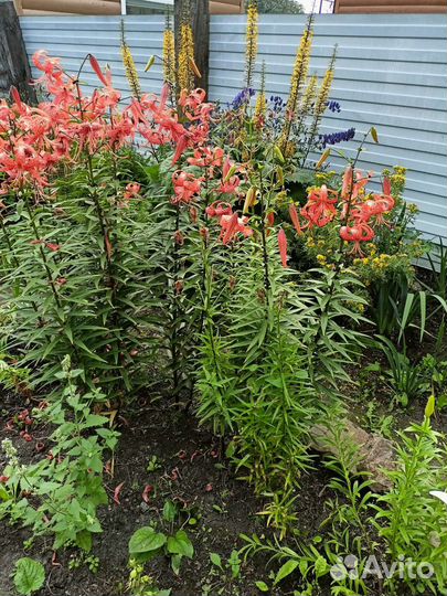 Лилия, саженцы малины