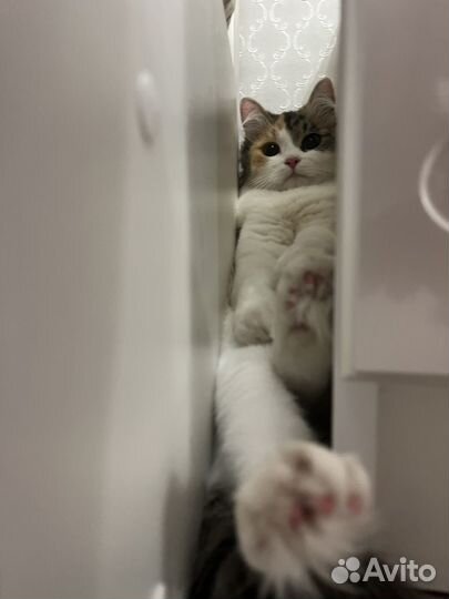 Кошечка ищет жениха для вязки