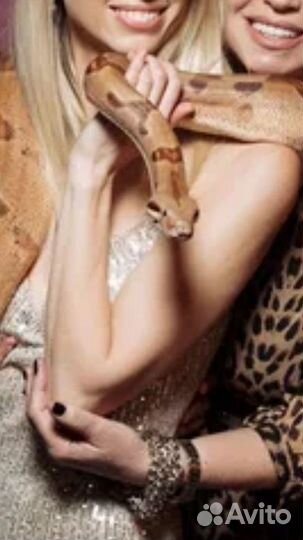 Животные для фотосессии