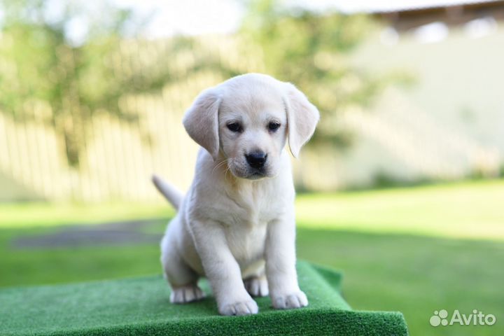 Палевые и белые девочки лабрадор