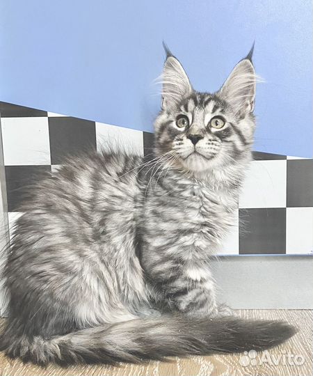 Котята мейн-кун