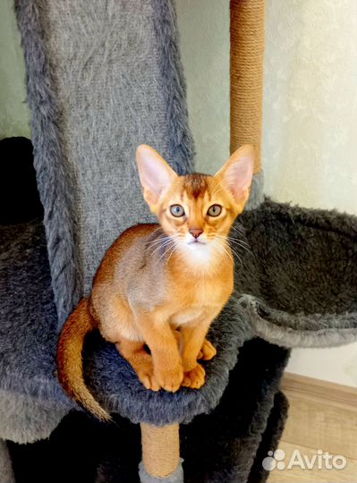 Абиссинские котята питомник