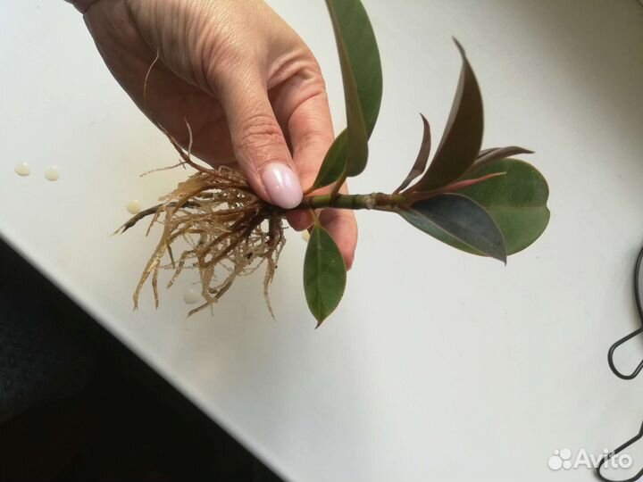 Фикус Мелани