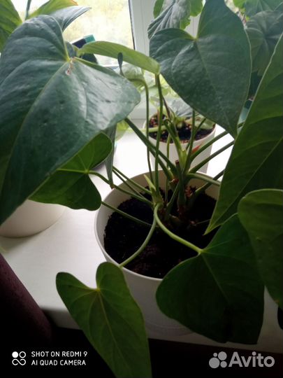 Спатифиллум и другие