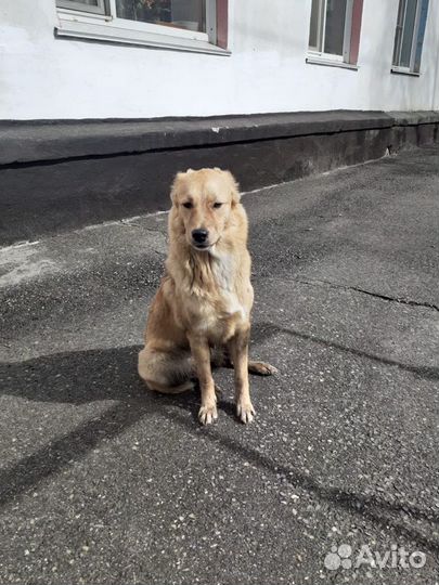 Собачка Ласка брошена при переезде