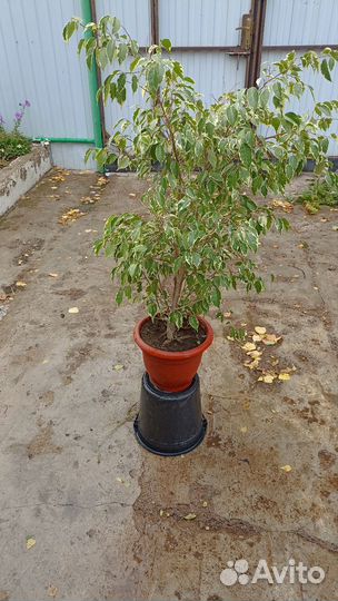 Фикус Бенджамина