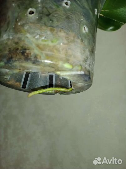 Орхидея Сурф Сонг