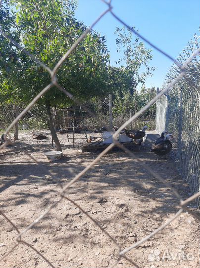 Мускусные утки