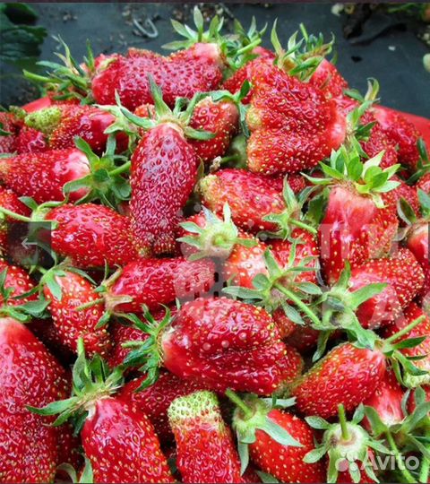 Саженцы клубники Купчиха