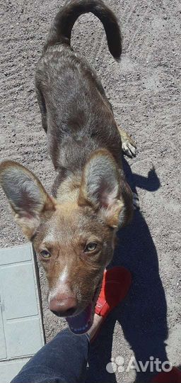 Красивая собака в добрые руки