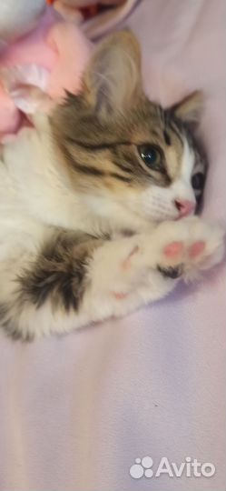Котёнок Ириска