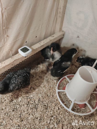 Продам цыплят кур-несушек(маран ставрополь,брама)