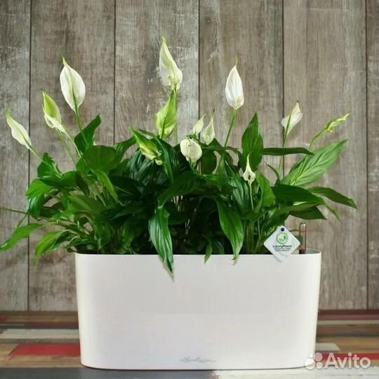 Спатифиллум женское счастье