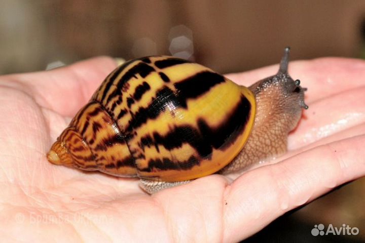Ахатины Ретикулята и Тигры