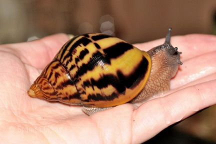 Ахатины Ретикулята и Тигры
