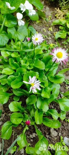 Многолетние садовые цветы