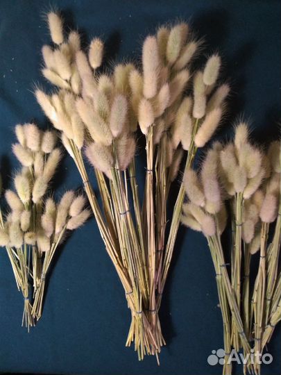 Сухоцвет Лагурус (Заячий хвостик)