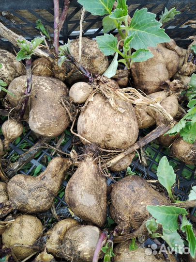 Клубни георгин