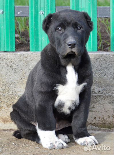 Девочка сао