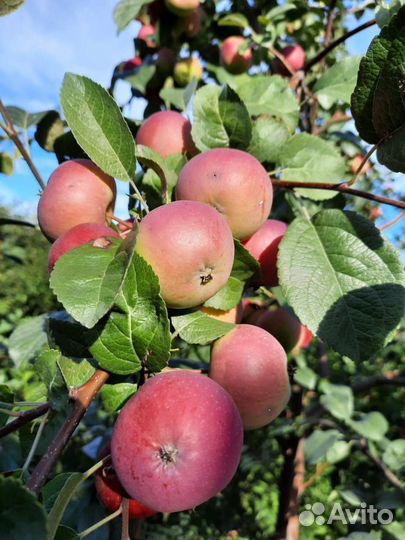 Яблоня 