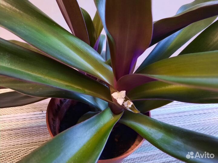 Традесканция Рео