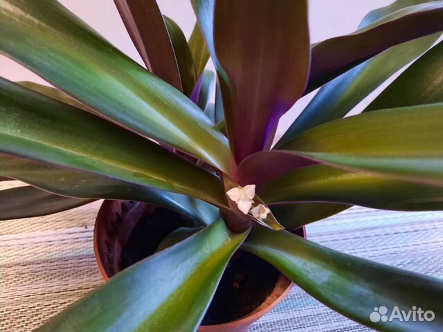 Традесканция Рео