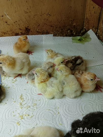 Суточные цыплята