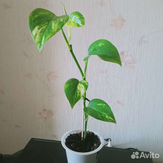 Домашние растения, разные виды