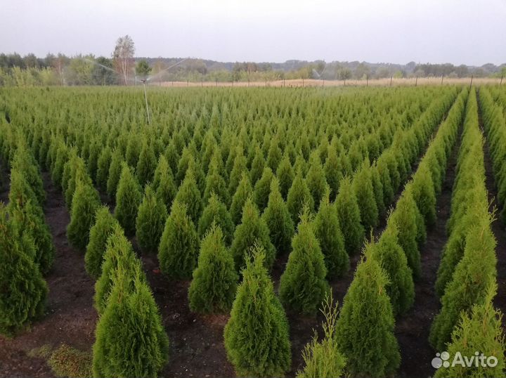 Туи садовые