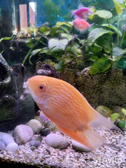 Продам северума